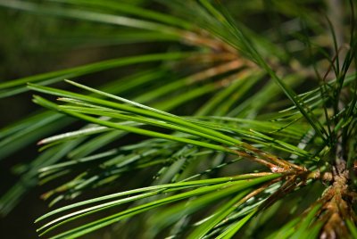 Pinus Armandii - borovice armandova - jehlice